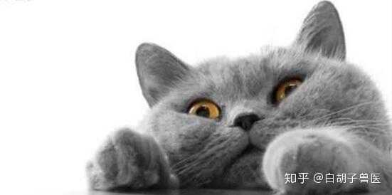 猫得了感冒会自己好吗 知乎 猫得了感冒会自己好吗 知乎
