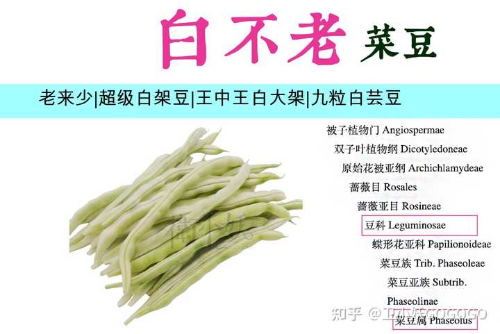 各种豆角都怎么叫 做法有什么区别 知乎 各种豆角都怎么叫 做法有什么区别 知乎