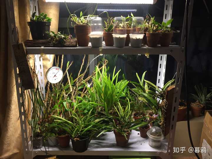 日光灯下绿植可以正常生长吗 知乎 日光灯下绿植可以正常生长吗 知乎