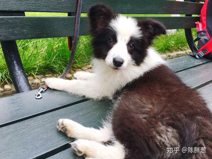 金毛 邊牧 柯基 柴犬應該養哪一個好呢?