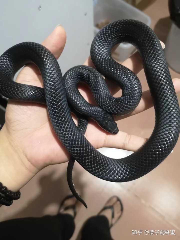 玩爬宠的是天生不怕蛇还是后天接触才不怕的