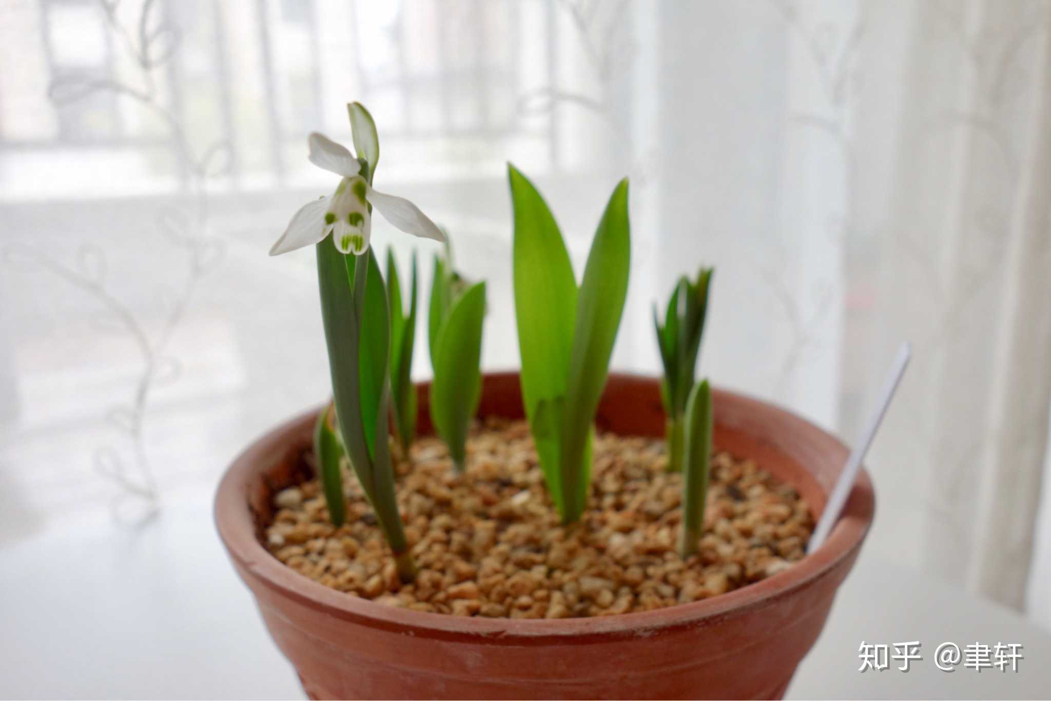 第一朵雪滴花开了,进入疯狂拍照模式