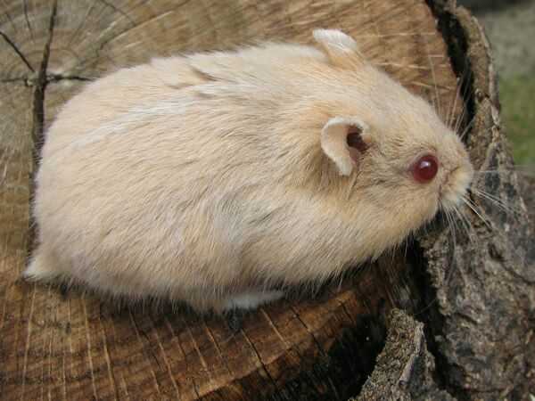 加卡利亚仓鼠(俗称三线),比坎贝尔身形略长的一种侏儒仓鼠,与坎贝尔可