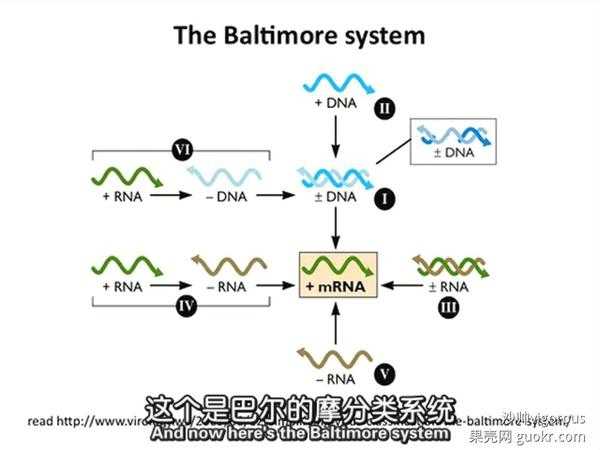 烟草花叶病毒的rna能感染烟叶为什么?