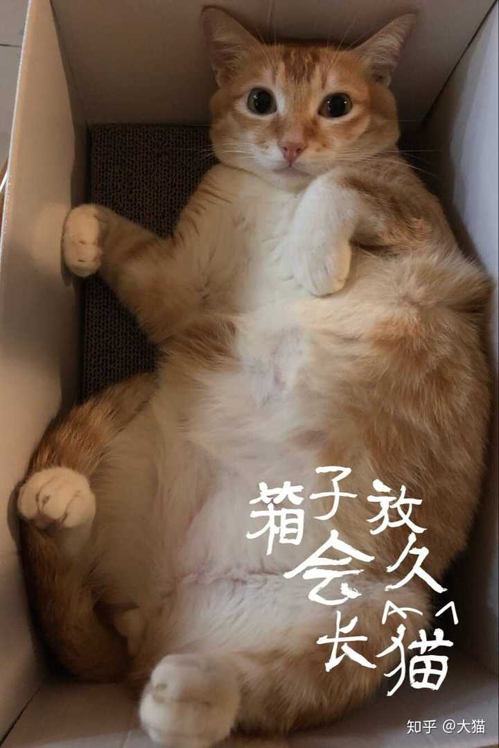 世界上有哪些喜欢猫的名人？ - 知乎