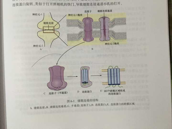 神经元之间的连接方式是怎样的,感觉如果按树突到轴突方式(多冲动聚为