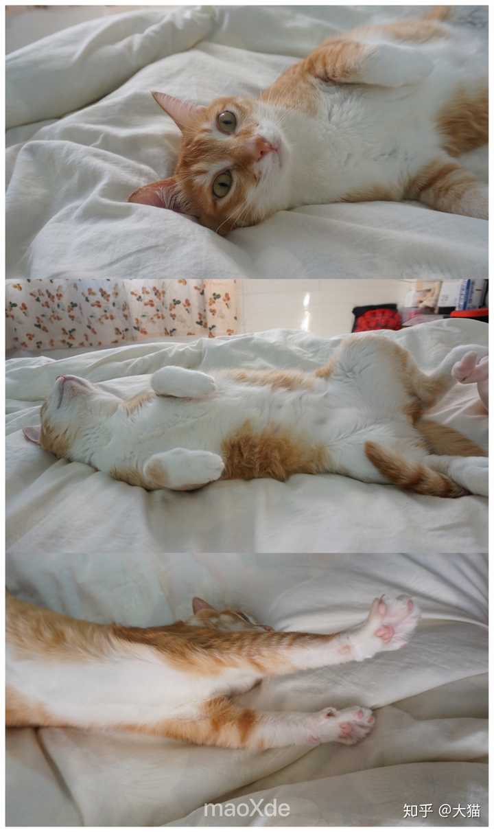 长期养猫后，肺里会积存很多猫毛吗？ - 知乎