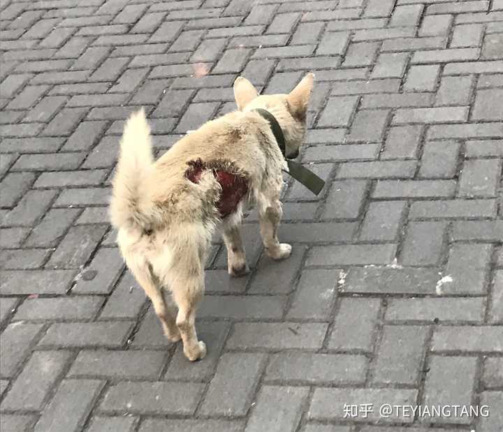 哪个瞬间让你真心地心疼一只狗 知乎