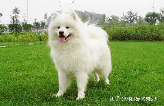金毛 萨摩耶 阿拉斯加 边牧 这四种哪种适合第一次养狗的人 娜娜宠物狗医师的回答 知乎 金毛 萨摩耶 阿拉斯加 边牧 这四种哪种适合第一次养狗的人 娜娜宠物狗医师的回答 知乎