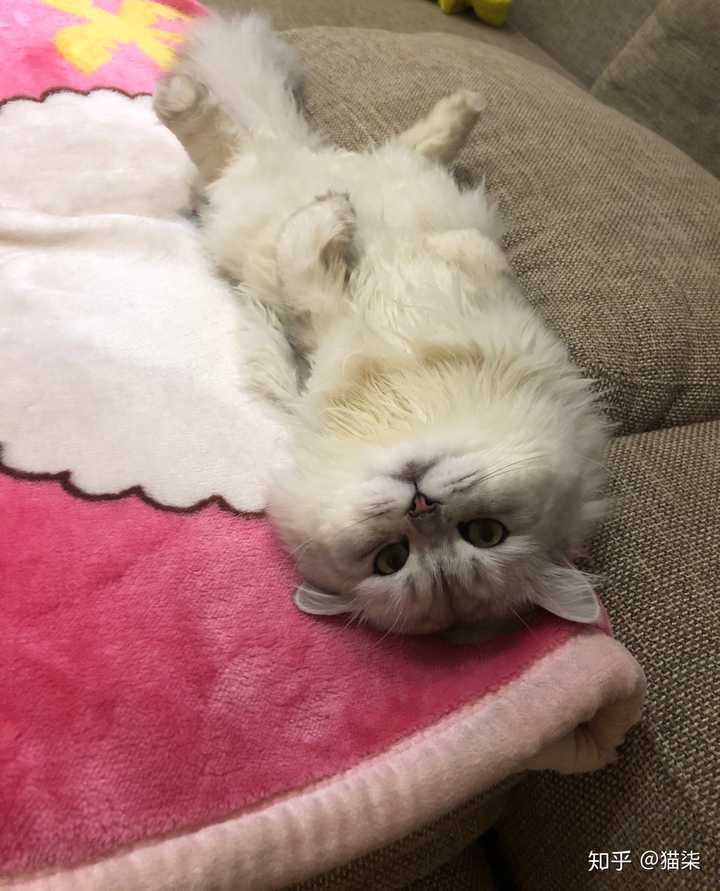 你是什么时候发现自己是猫猫的唯一 知乎 你是什么时候发现自己是猫猫的唯一 知乎