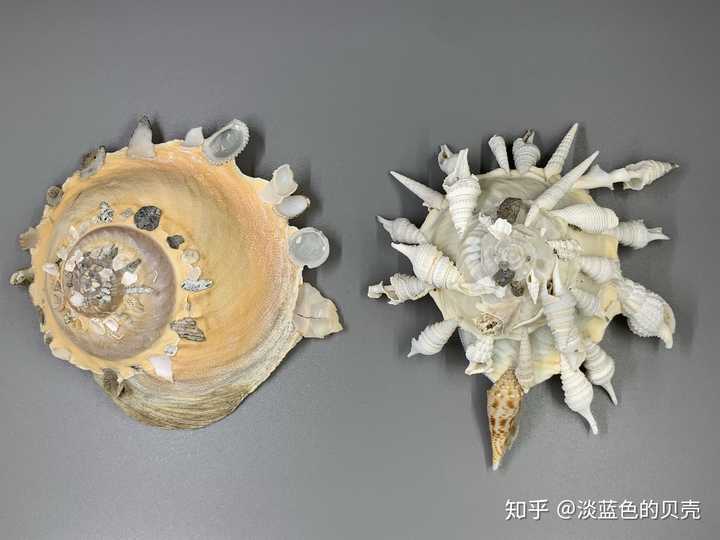作为贝壳收藏爱好者是种怎样的体验? - 知乎