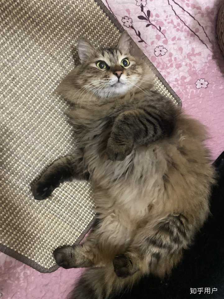 有人养长毛的狸花猫吗?真的长得像缅因猫吗? - 知乎