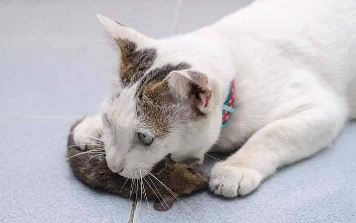 为什么越来越多的人相信猫吃人吃的东西就会死?