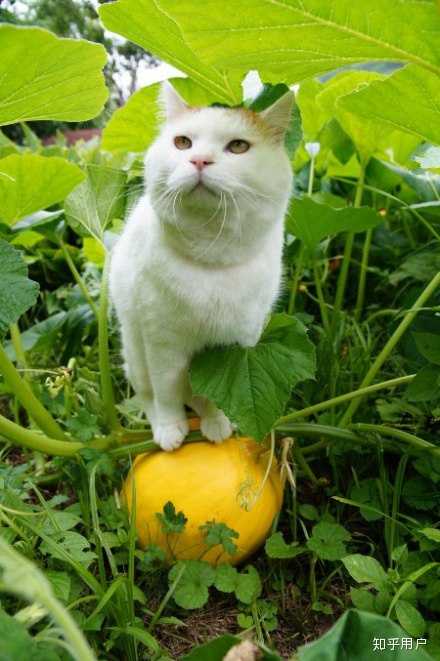 日本网红猫咪猫叔去世，你有什么想对猫叔说的？