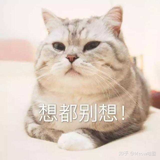 如何防止猫抓沙发 知乎