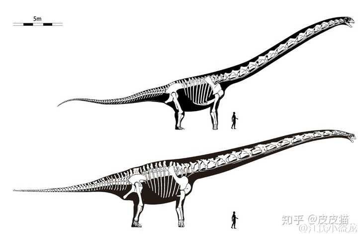 人类发现的最大的恐龙有多大?