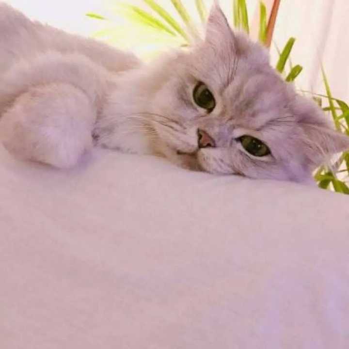 有猫的头像吗？