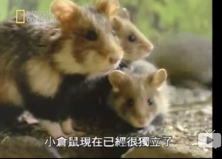 有哪些关于动物方面的优秀纪录片值得推荐 知乎