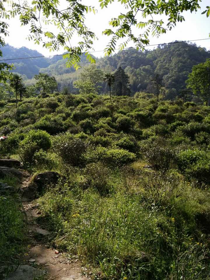 图为菜茶茶山(有些茶树发芽以嫩绿,有些还是深绿色)