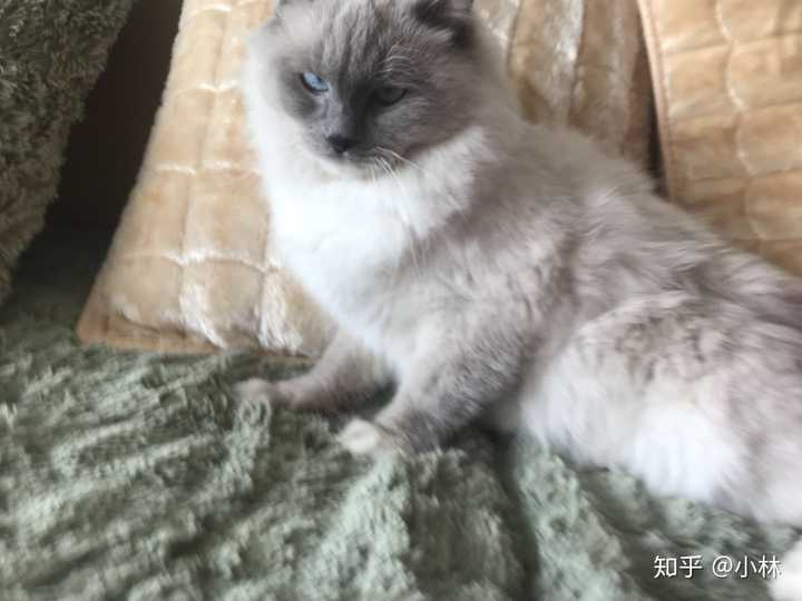 养一只很丑的布偶猫是种什么样的体验?