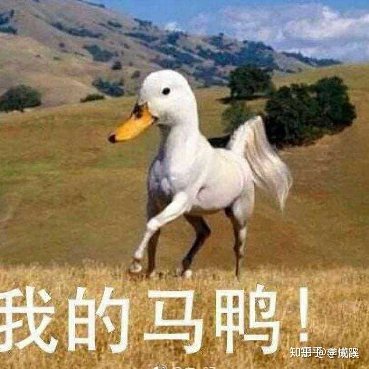 戳中笑点,停不下来怎么办,冲呀,我的马鸭!