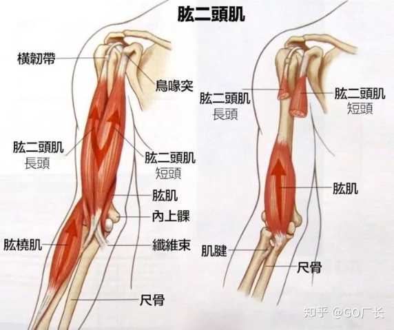 如何锻炼手臂肌肉 知乎