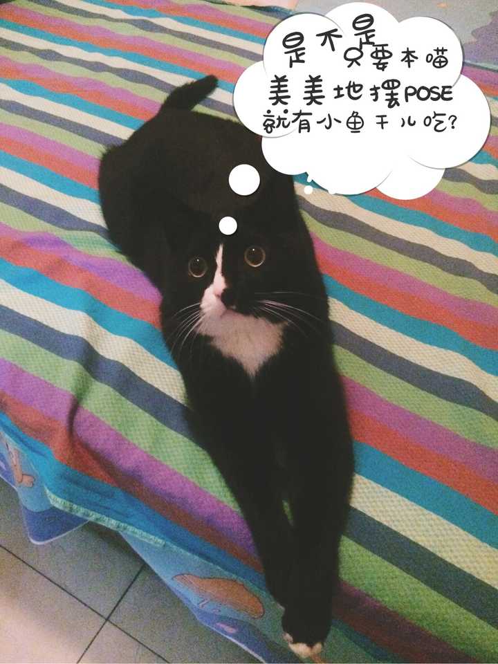 养猫需要做什么准备工作 知乎