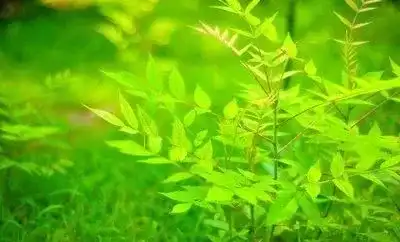 日语里有哪些很美的词 知乎 日语里有哪些很美的词 知乎