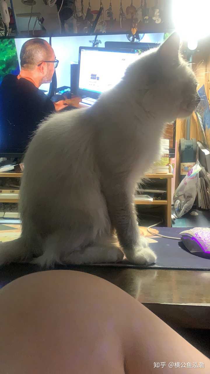如何买到东北布偶猫 知乎 如何买到东北布偶猫 知乎