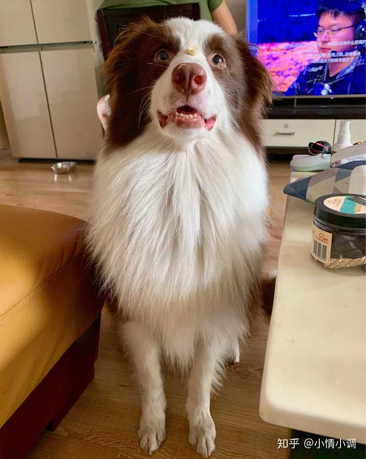 边牧幼犬多大才会听话不淘气.由恶魔变成天使?