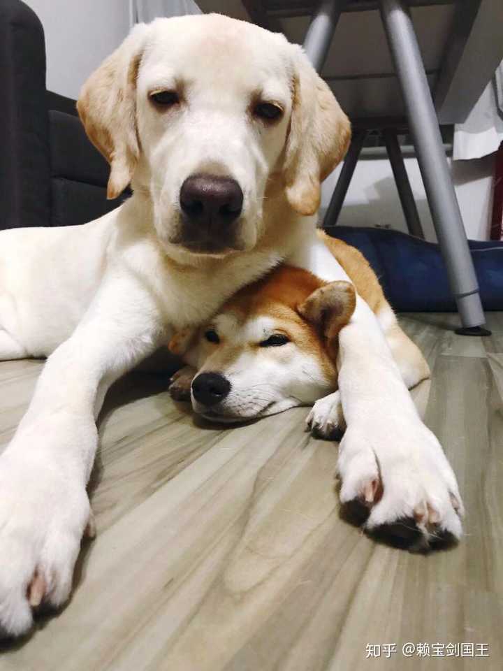 拉布拉多和柴犬该如何选择呢?