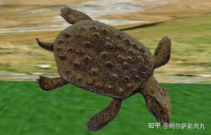 铠甲龟盾龟龙placochelys