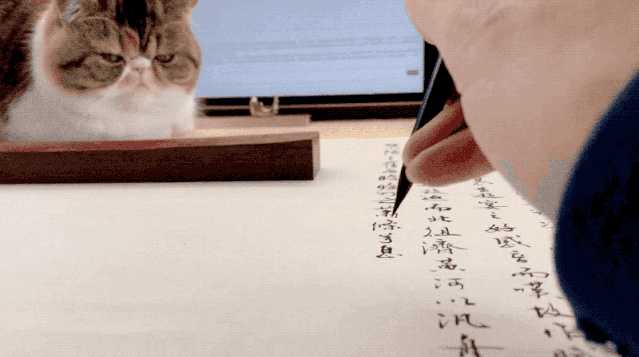 祖峰写字时,他的猫在一旁"监工"