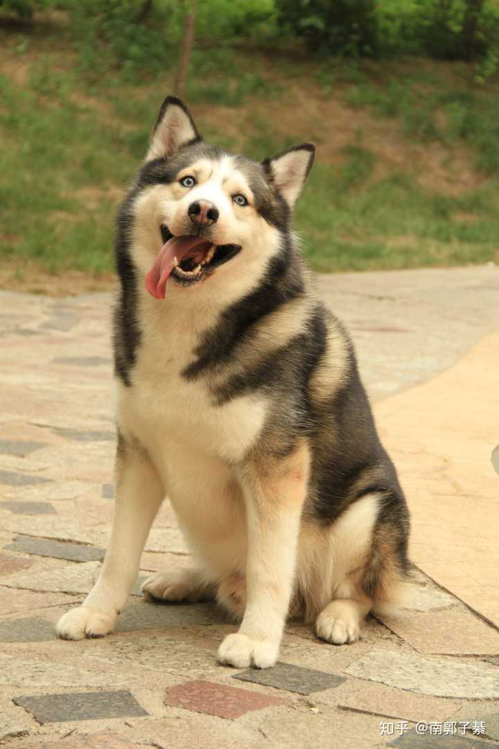 哈士奇真的很二吗 知乎 哈士奇真的很二吗 知乎