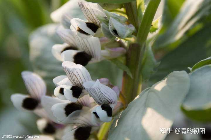 筒状花冠的植物 舌状花冠示意图 坛状花冠的代表植物