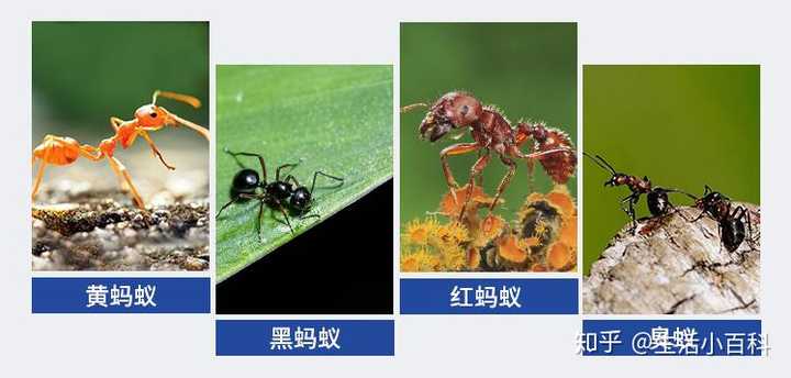 如何根除家里的小黄蚂蚁 家里蚂蚁泛滥了 知乎