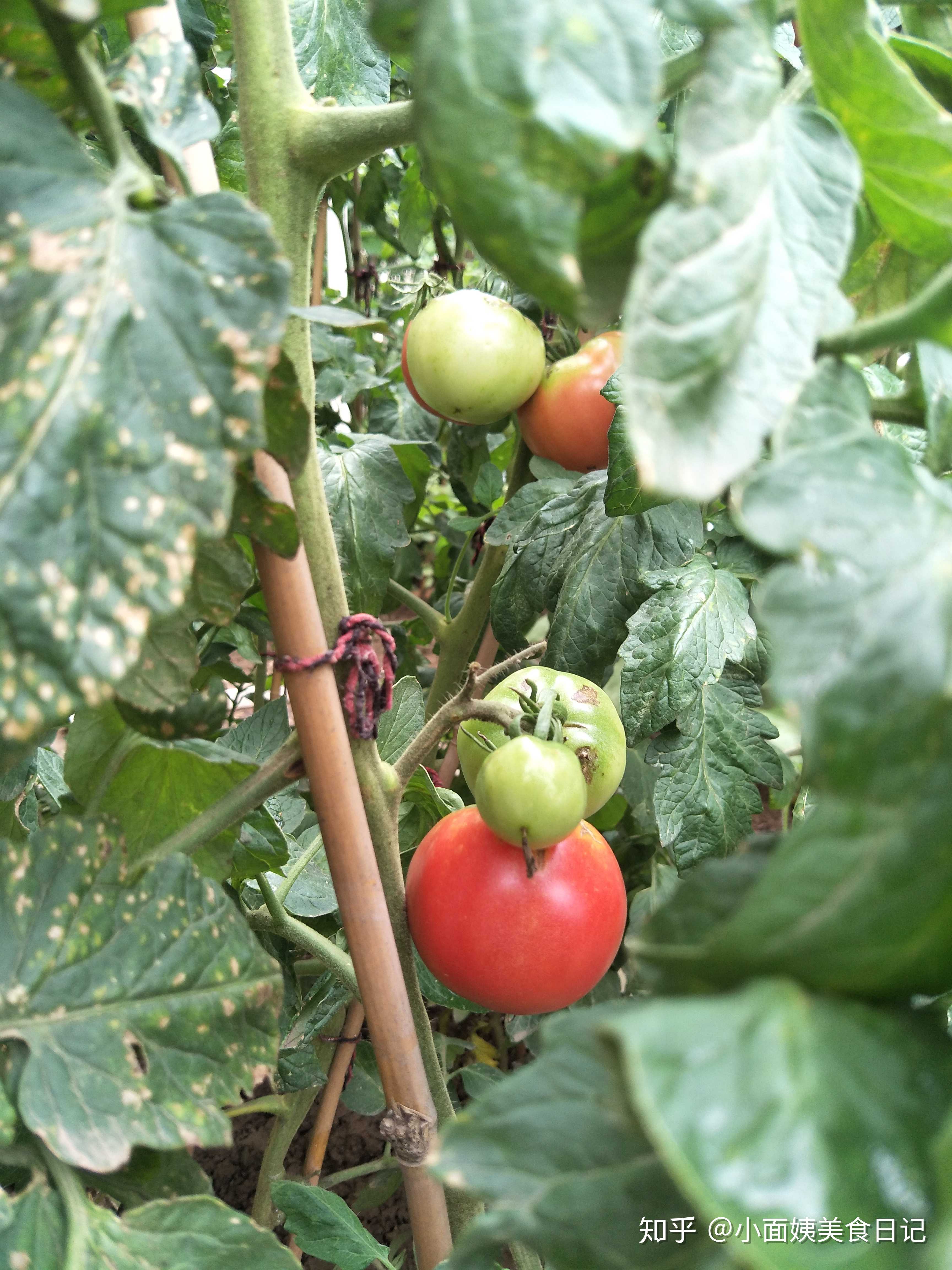 小面姨美食日记 的想法: 今年在菜地里种植了几株西红柿,长势喜人