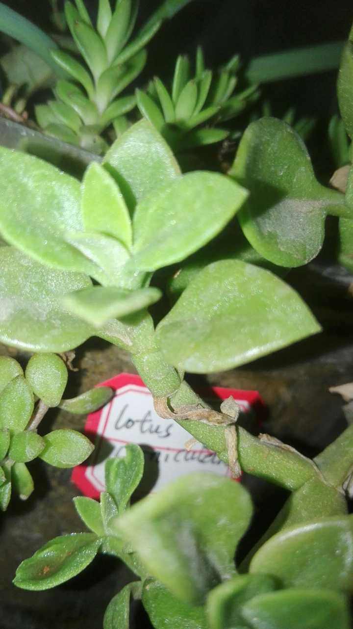 心叶日中花,看着很多人吃,曾冒充三七的身份出现在酒桌上,我还没吃过