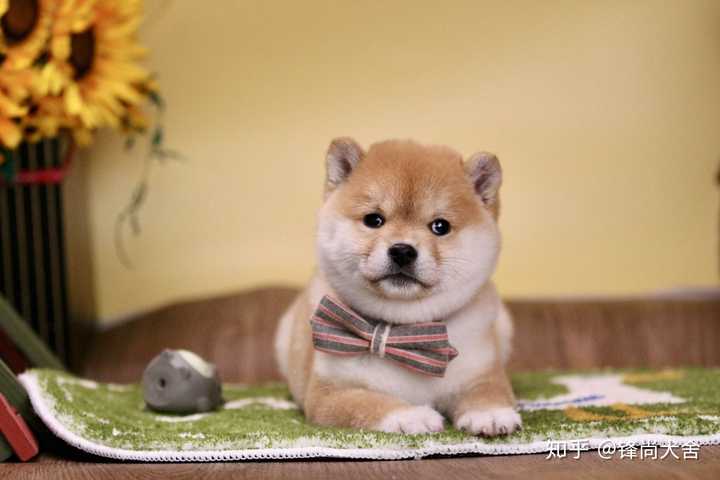 一岁的柴犬还是长得像狐狸 是不是被骗了 知乎 一岁的柴犬还是长得像狐狸 是不是被骗了 知乎