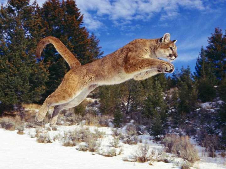 ممحاة حاد كتابة خطاب Puma 動物 Ebbandflowconsulting Com