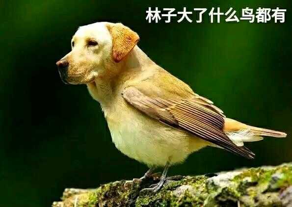 到时候林子大了还真的什么鸟都有.