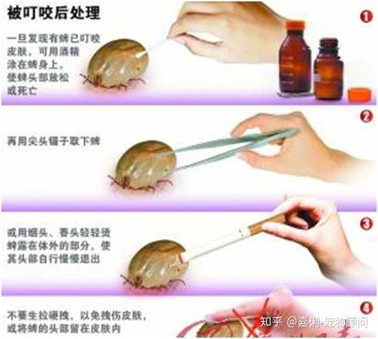狗狗身上有蜱虫 怎么处理 知乎 狗狗身上有蜱虫 怎么处理 知乎