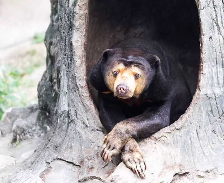 如何看待上海野生動物園飼養員實施作業時被熊攻擊不幸遇難一事類似