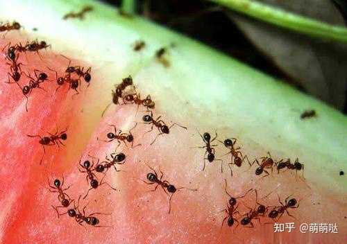 如何消灭房间里咬人的小红蚁 知乎 如何消灭房间里咬人的小红蚁 知乎