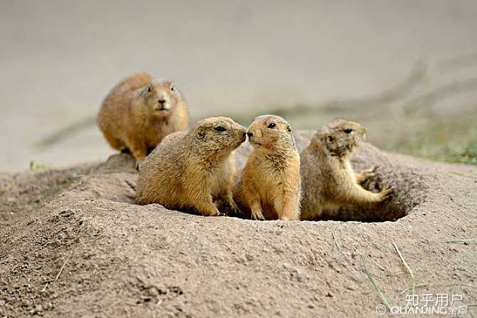 保护那些仅有几只的濒危物种还有什么意义吗 知乎