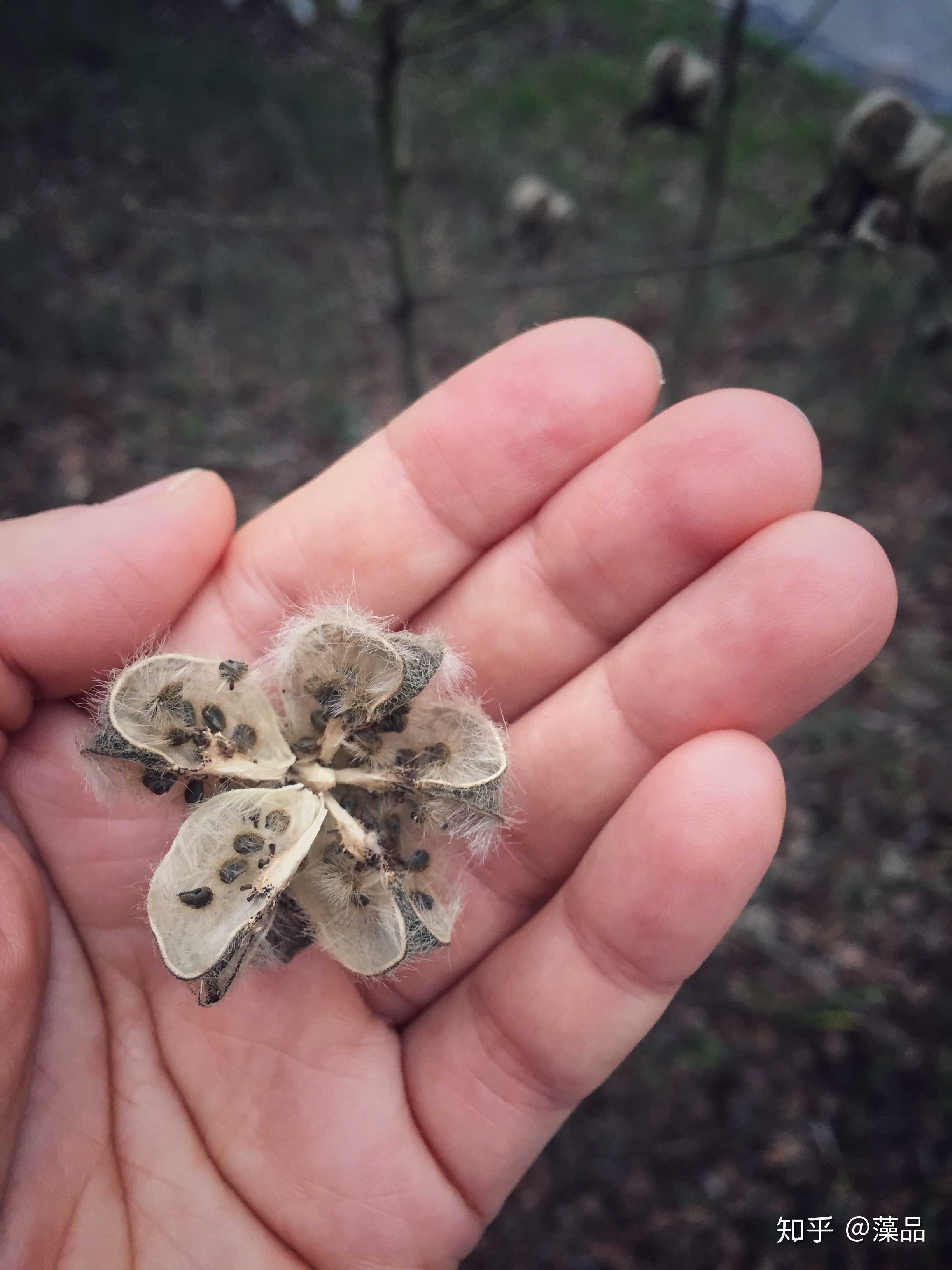 芙蓉果实外形图片图片