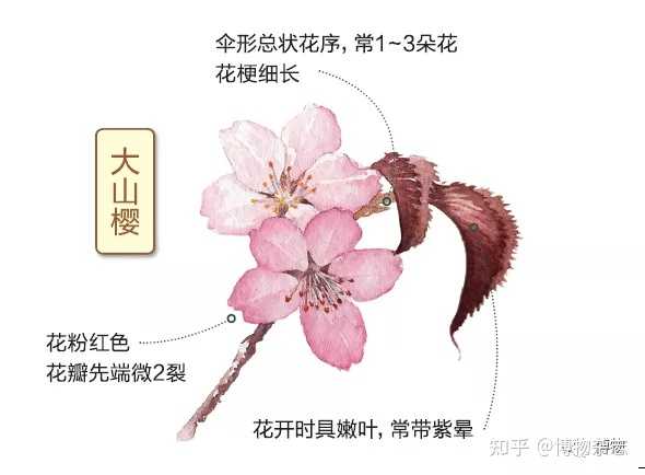 如何区别桃花 杏花 李花 樱花 梨花和梅花 知乎