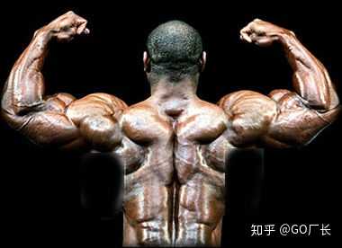 如何系统的锻炼背部肌肉 知乎