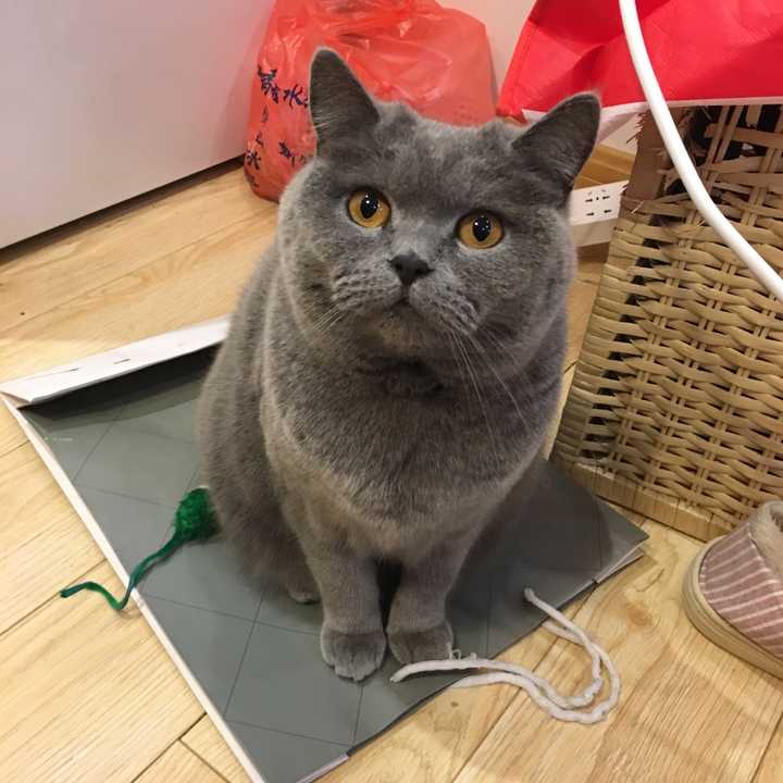 养一只猫每月花费多少 知乎 养一只猫每月花费多少 知乎