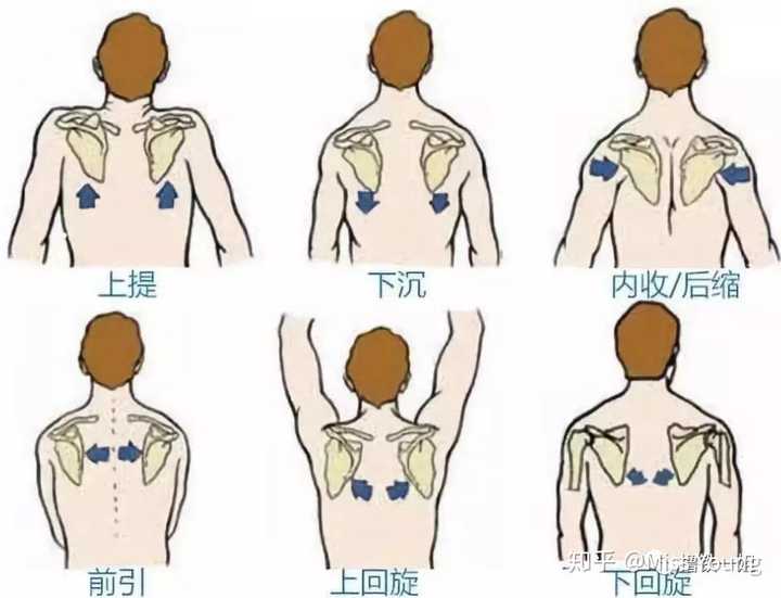 翼状肩甲该怎么矫正啊 知乎